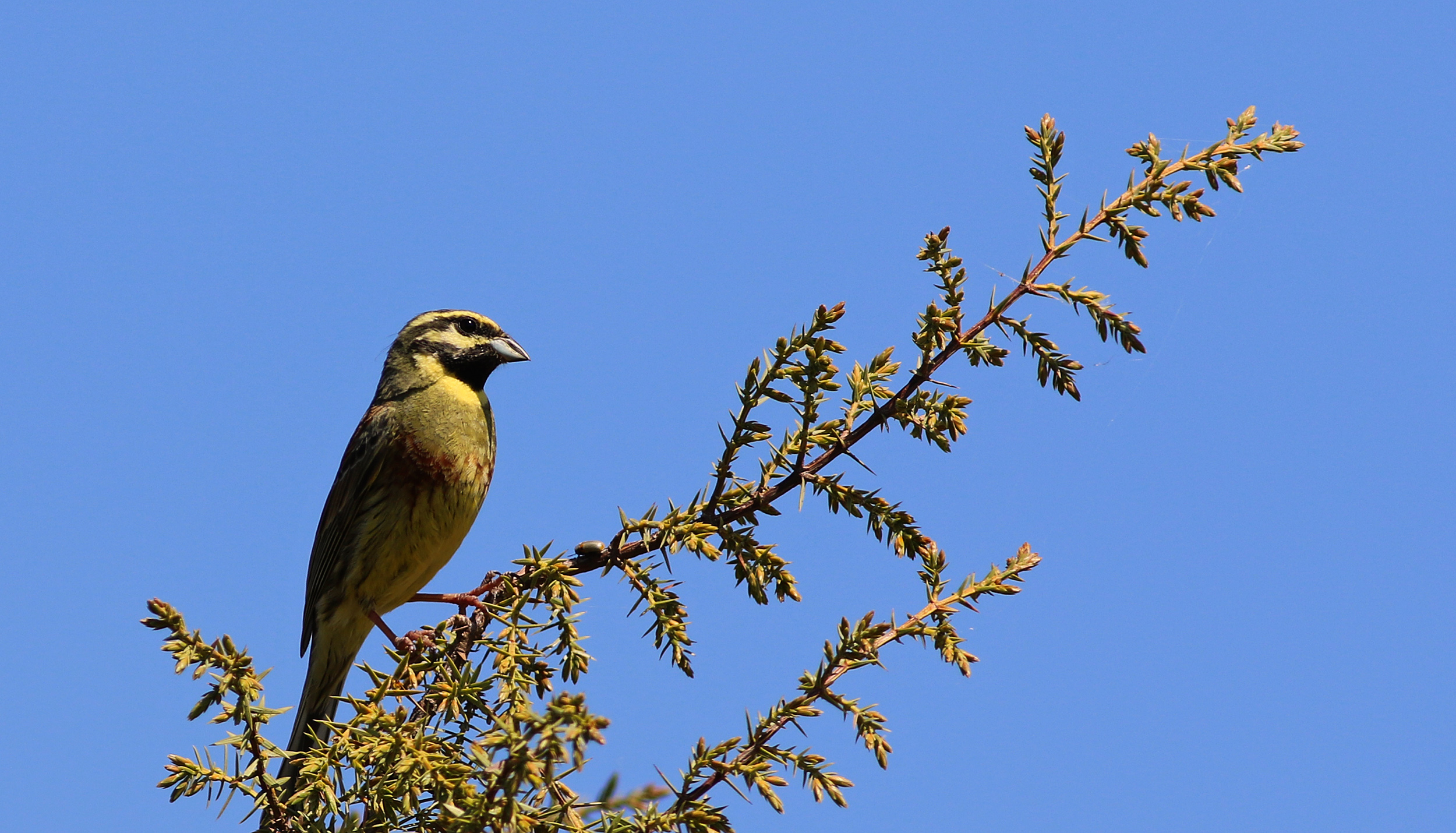 Cirl Bunting
